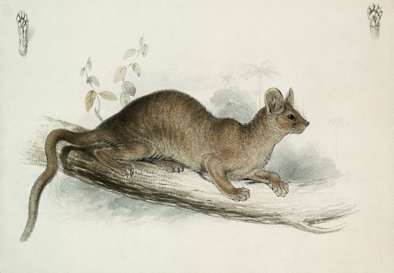 O Polecat, do século 19 de Edward Lear
