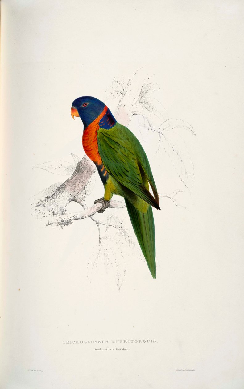 Trichoglossus rubritorquis Scarlet de Edward Lear