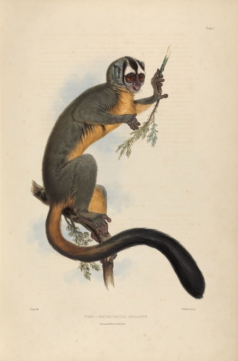 Vitoe Nyctipithecus infulatus de Edward Lear