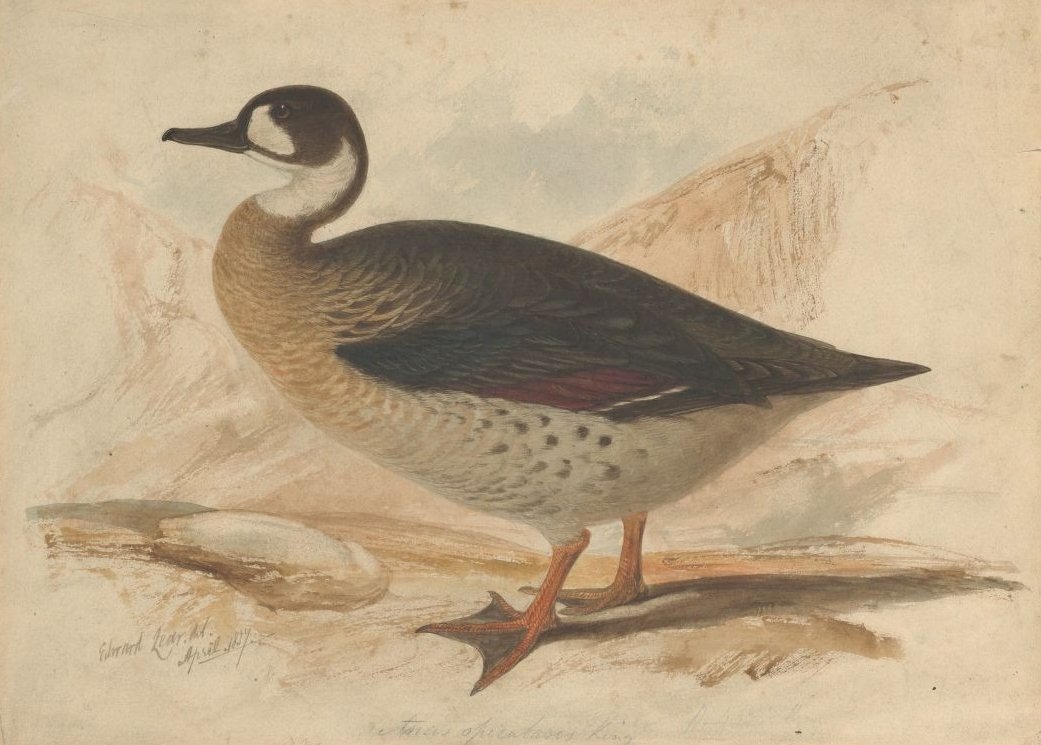 pato de asas de bronze de Edward Lear