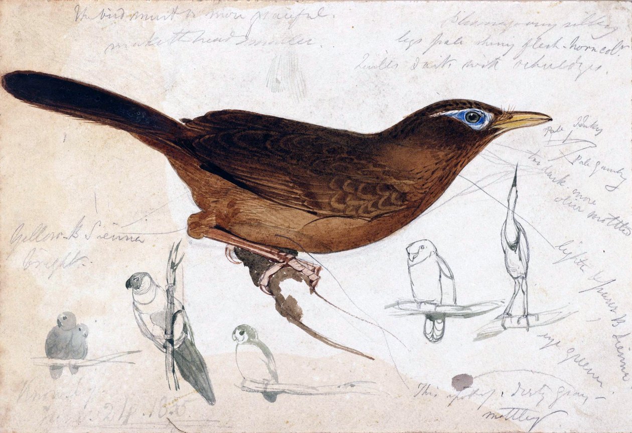 pássaro marrom de Edward Lear
