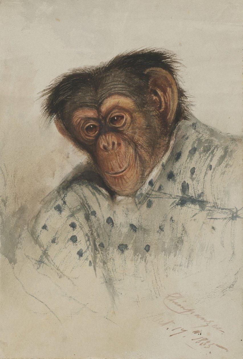 cabeça de chimpanzé de Edward Lear