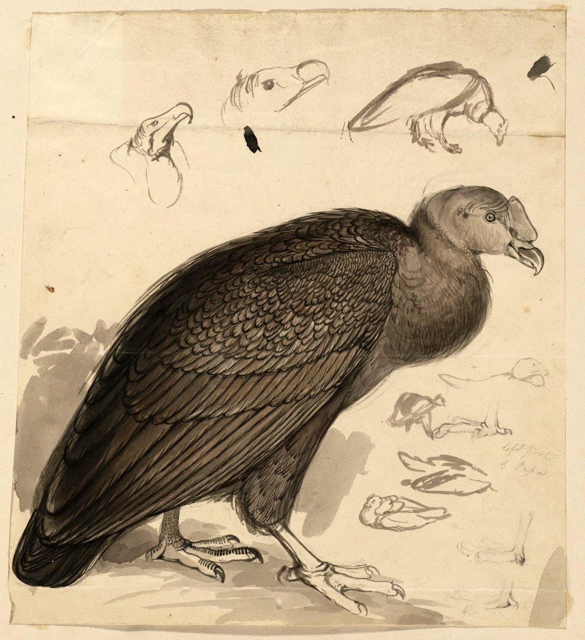 condor de Edward Lear