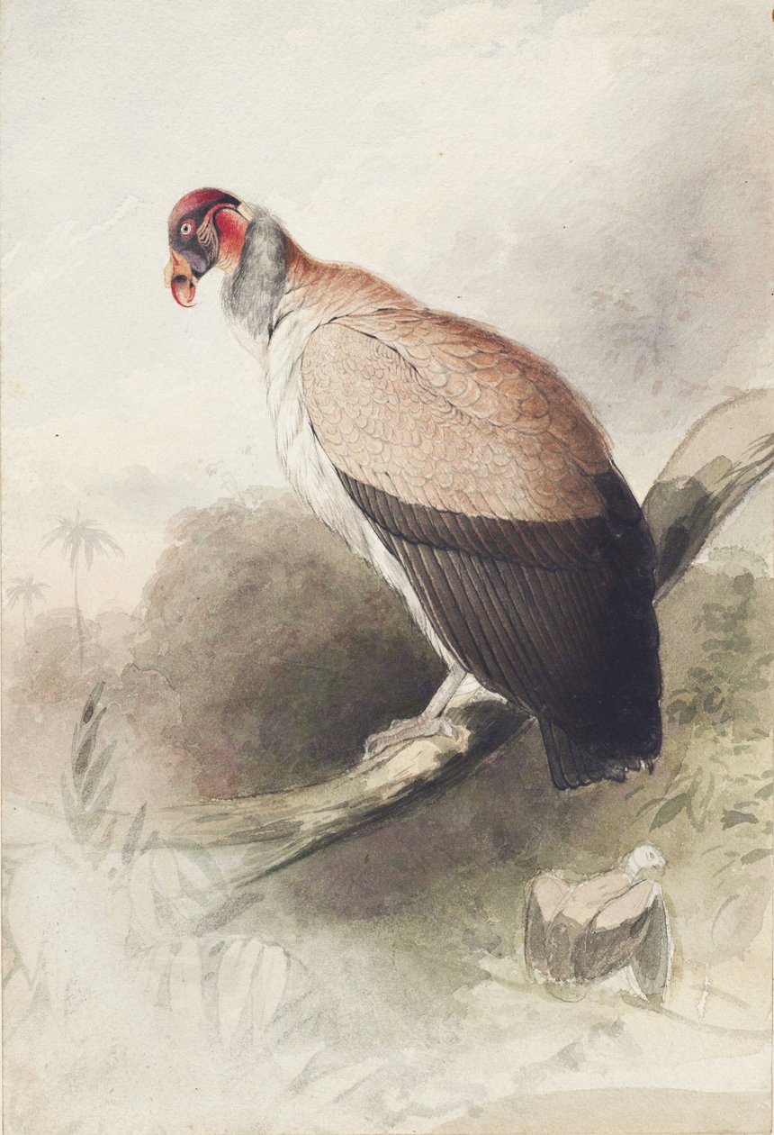 condor de Edward Lear