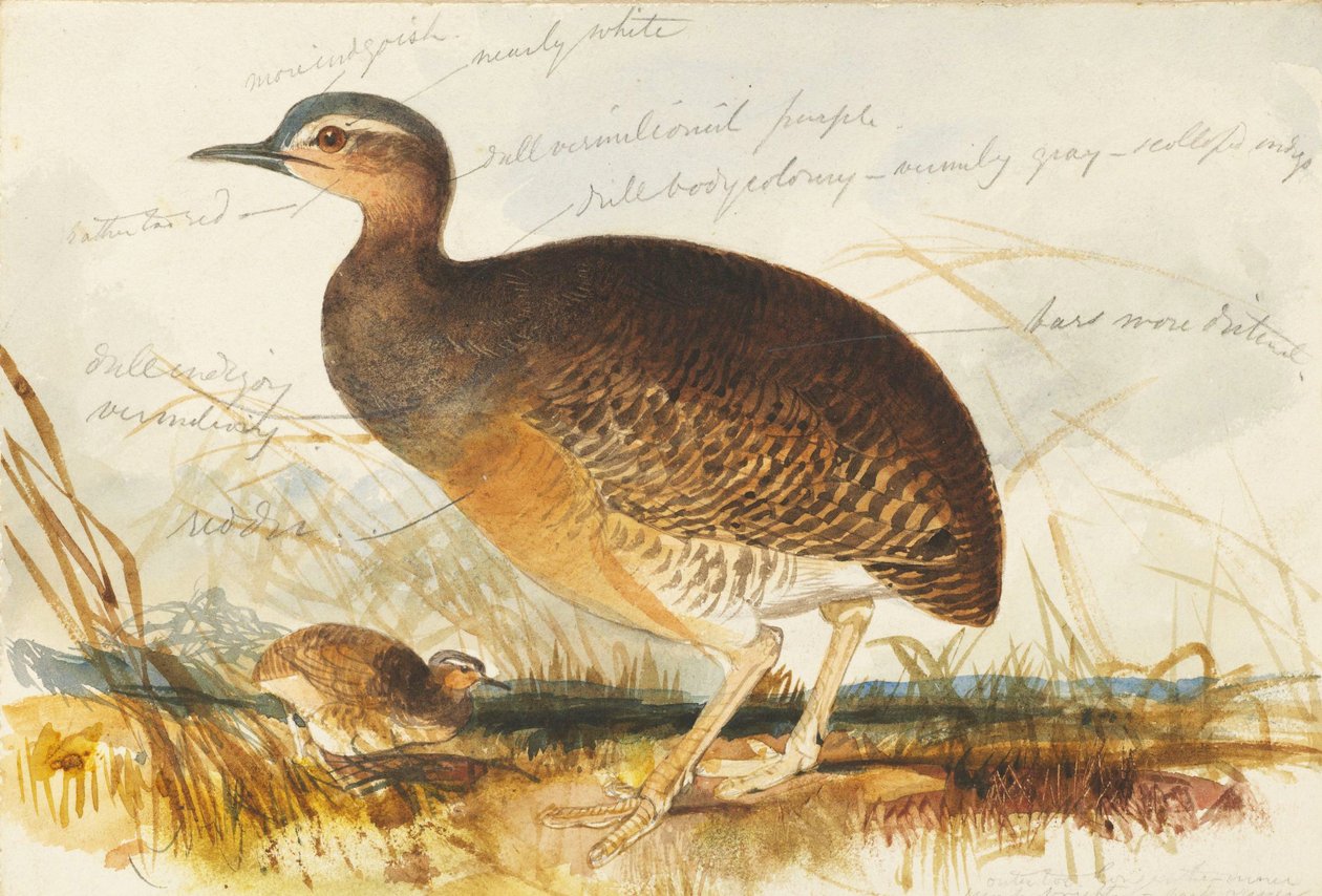 galinha de pântano de Edward Lear