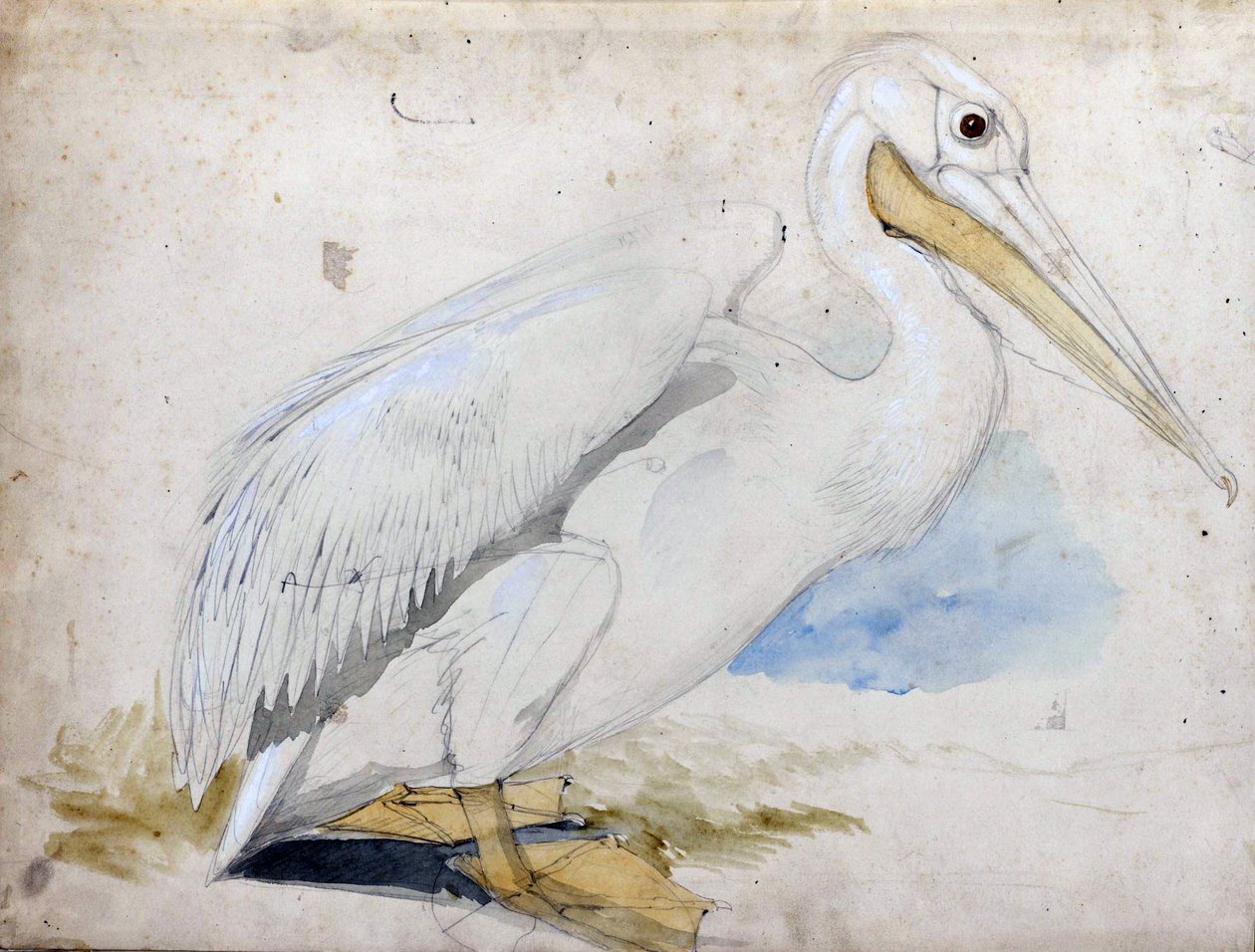 pelicano de Edward Lear