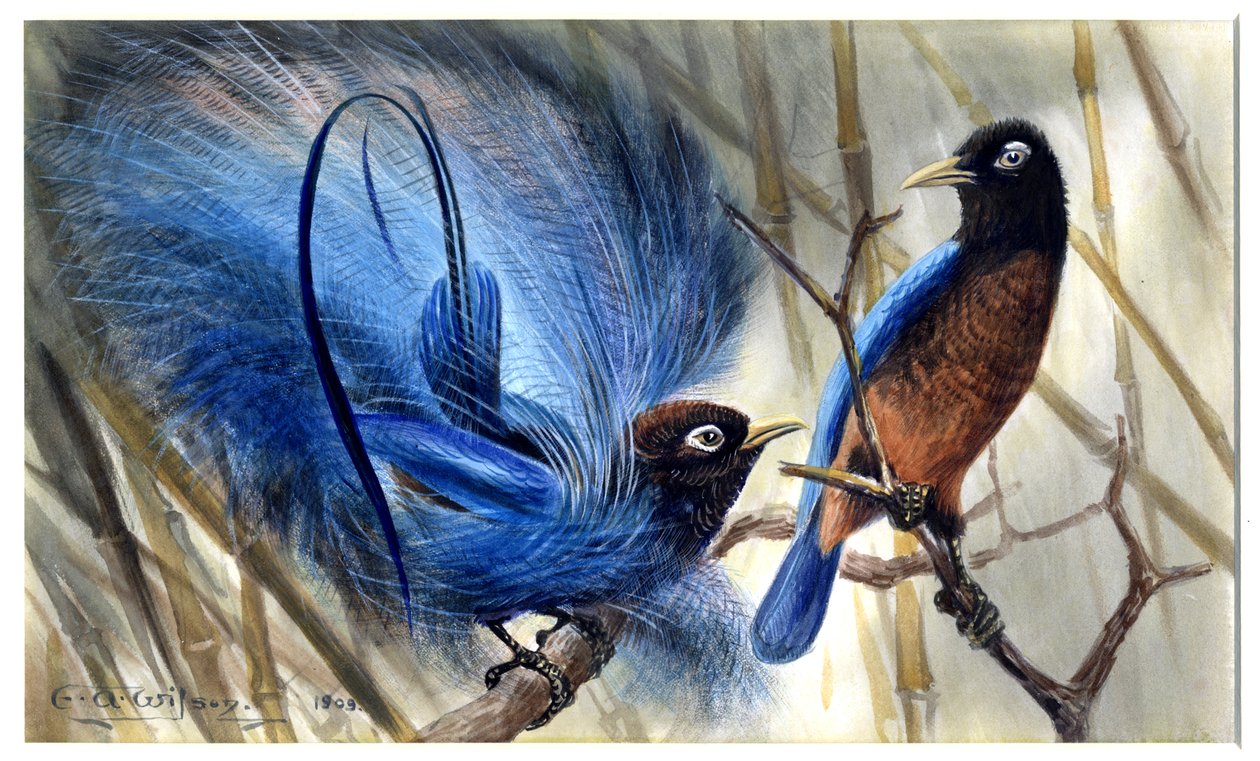 Ave azul do paraíso de Edward Adrian Wilson