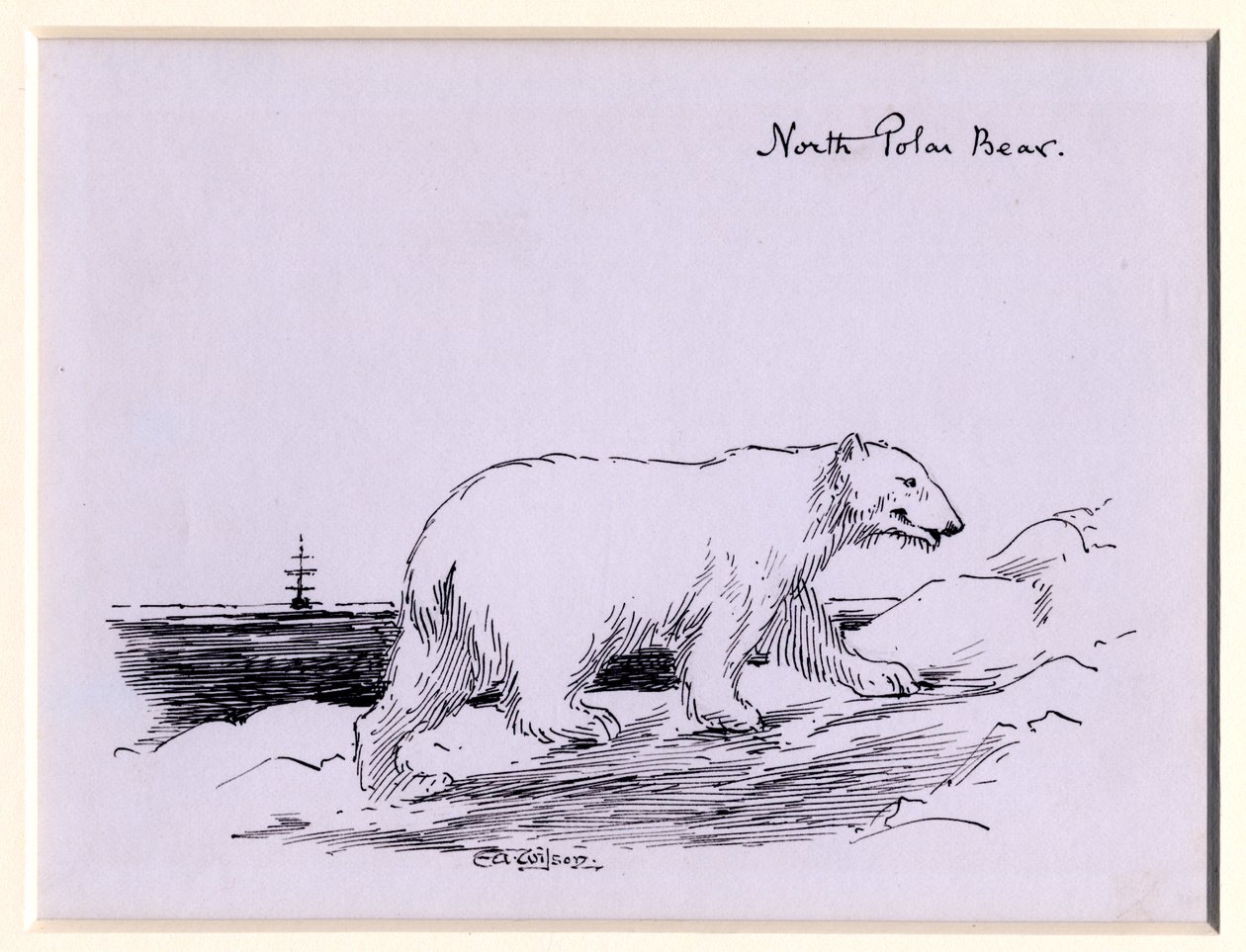 Urso Polar, c.1905 (tinta no papel) de Edward Adrian Wilson