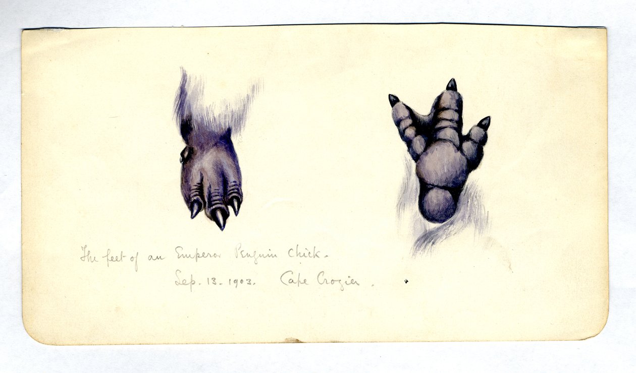 Dois estudos do pé de um filhote de pingüim imperador, 1901-04 (wc no papel) de Edward Adrian Wilson