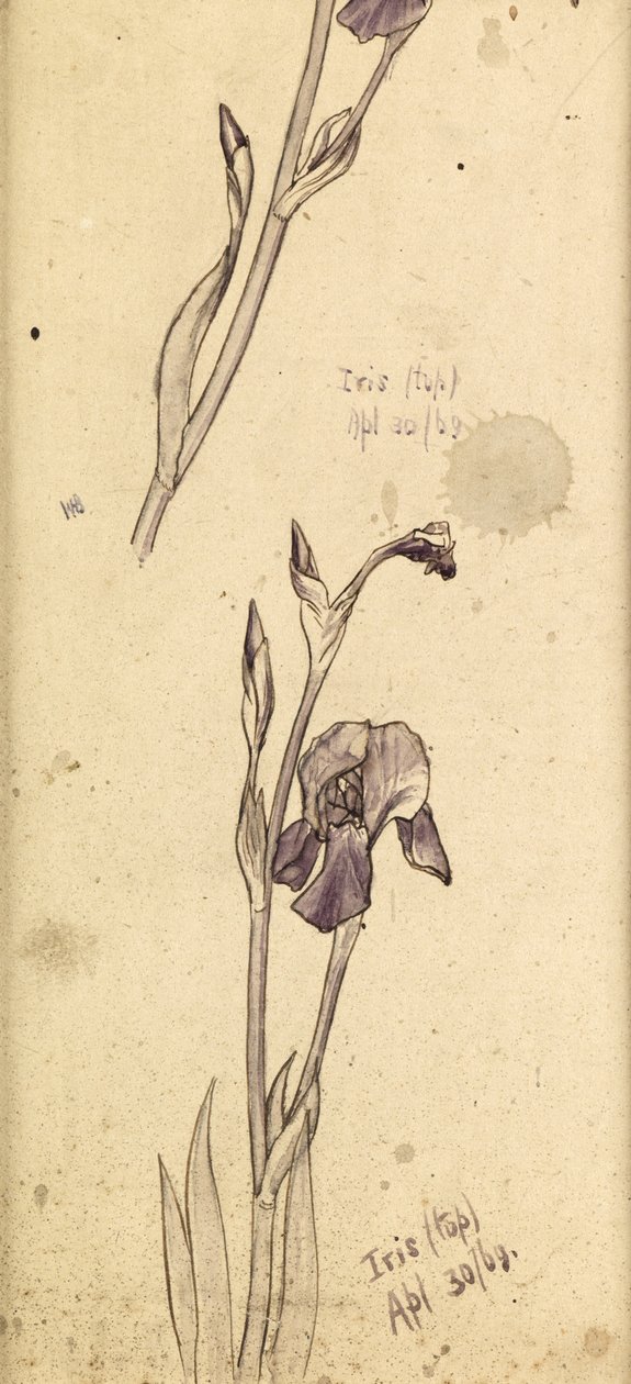 Íris, 1869 de Edward Burne Jones