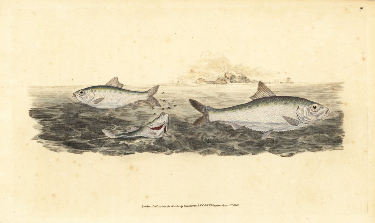 Allis shad, Alosa alosa (isca branca, Clupea alosa). Placa de cobre colorida à mão desenhada e gravada por Edward Donovan a partir de sua História Natural dos Peixes Britânicos, Donovan e F.C. e J. Rivington, Londres. de Edward Donovan