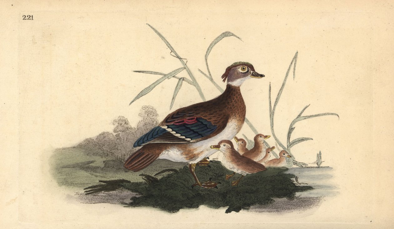 Pato americano de madeira (fêmea e jovem). Placa de cobre colorida à mão desenhada e gravada por Edward Donovan a partir de sua própria "Natural History of British Birds", Londres. de Edward Donovan