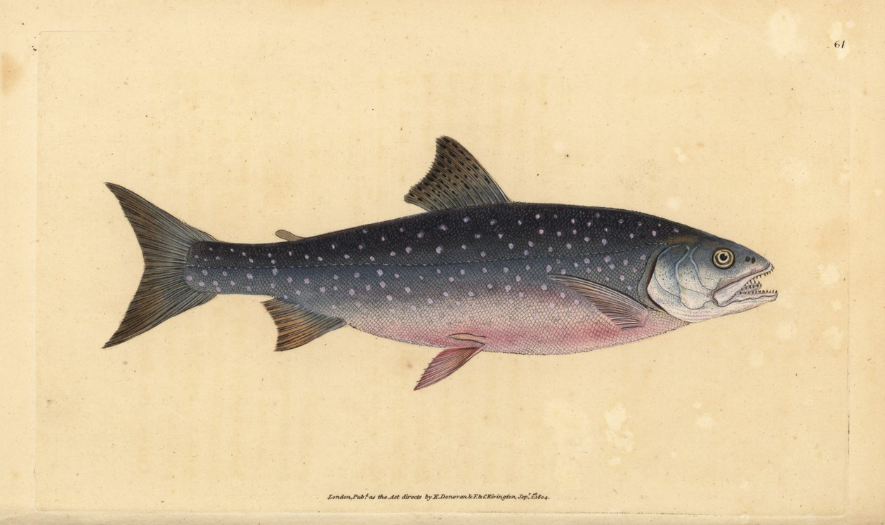 Arctic char, Salvelinus alpinus alpinus (salmão alpino, Salmo alpinus). Placa de cobre colorida à mão desenhada e gravada por Edward Donovan a partir de sua História Natural dos Peixes Britânicos, Donovan e F.C. e J. Rivington, Londres de Edward Donovan