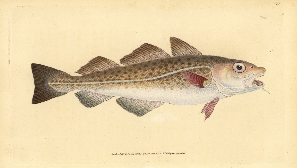 Bacalhau do Atlântico ou bacalhau. Gadus morhua. Vulnerável. Placa de cobre colorida à mão desenhada e gravada por Edward Donovan da sua História Natural dos Peixes Britânicos, Donovan e F.C. e J. Rivington, Londres. de Edward Donovan