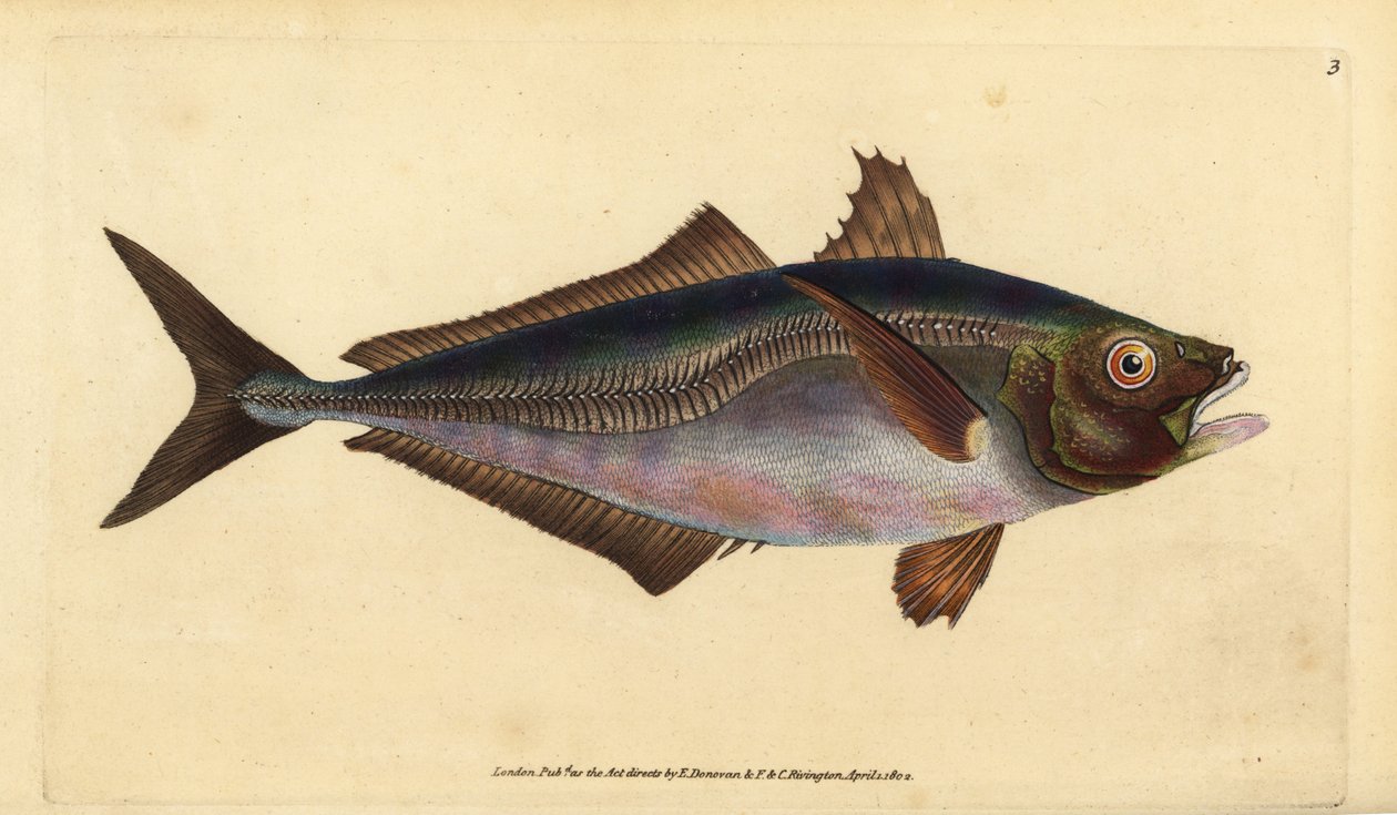 Carapau do Atlântico, Trachurus trachurus (Scad, Scomber trachurus). Placa de cobre colorida à mão desenhada e gravada por Edward Donovan a partir de sua História Natural dos Peixes Britânicos, Donovan e F.C. e J. Rivington, Londres de Edward Donovan