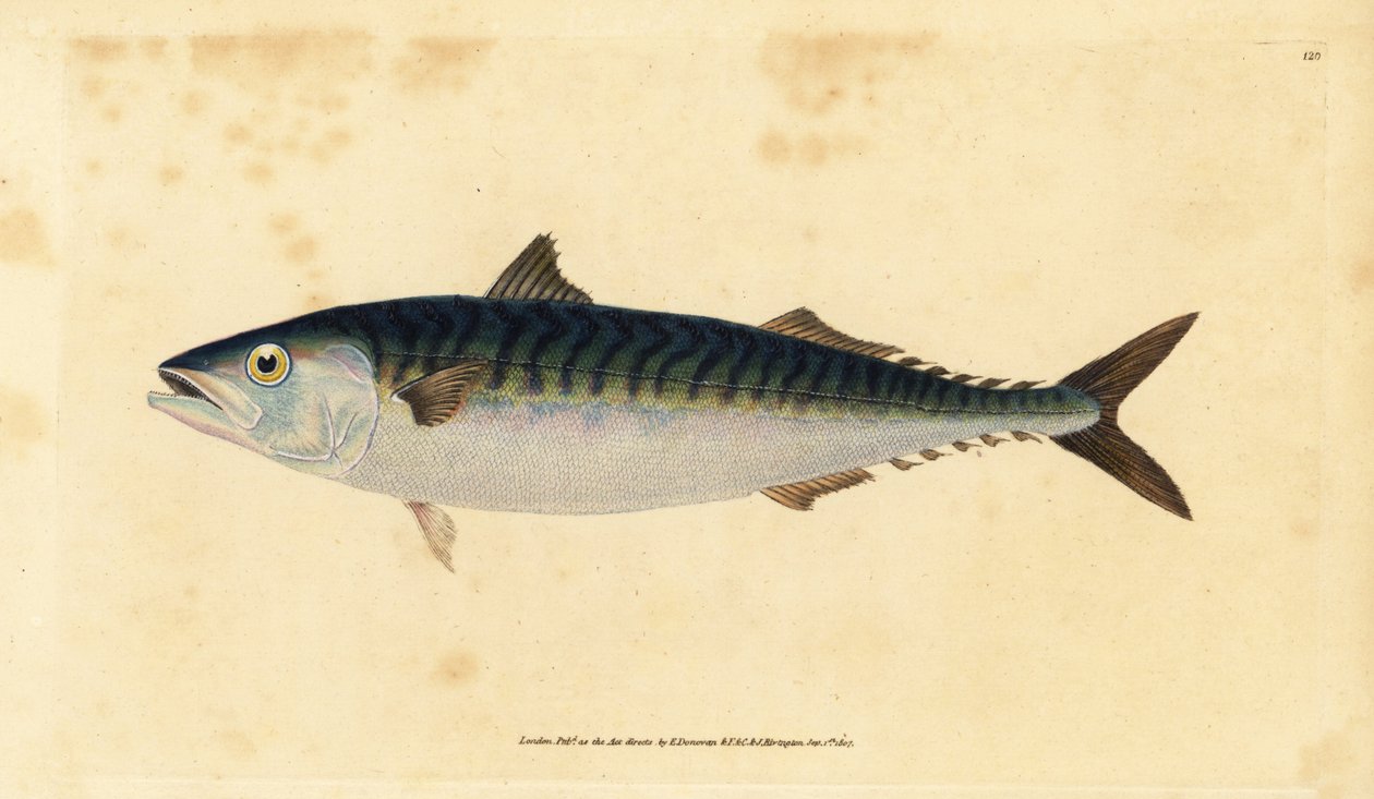 Atlantic mackerel, Scomber scombrus (Mackarel, Scomber scomber scomber). Placa de cobre colorida à mão desenhada e gravada por Edward Donovan a partir de sua História Natural dos Peixes Britânicos, Donovan e F.C. e J. Rivington, Londres de Edward Donovan