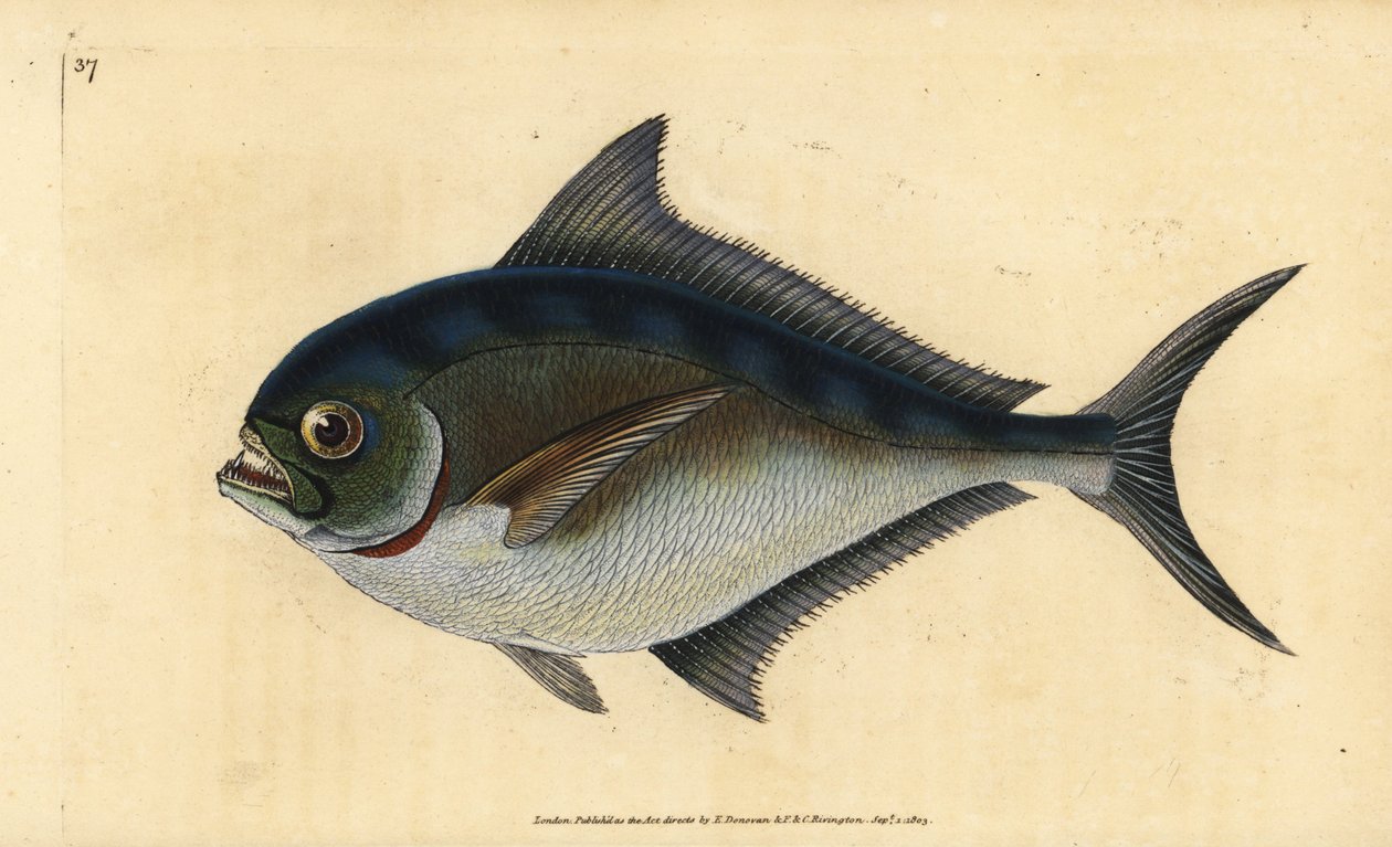 Pomfret do Atlântico, Brama brama (Ray