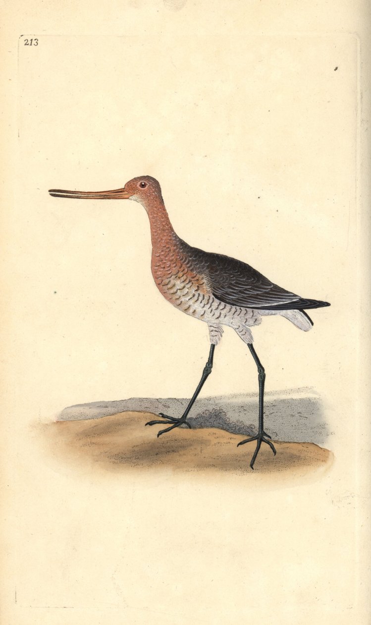 Godwit de cauda de bar (feminino), Limosa lapponica. Placa de cobre colorida à mão desenhada e gravada por Edward Donovan a partir de sua própria "Natural History of British Birds", Londres. de Edward Donovan