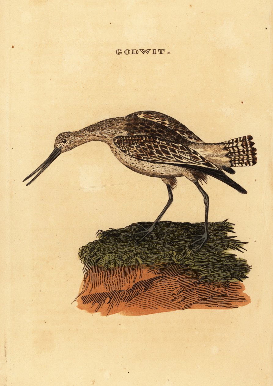 Padrinho de cauda de bar, lapponica de Limosa de Edward Donovan