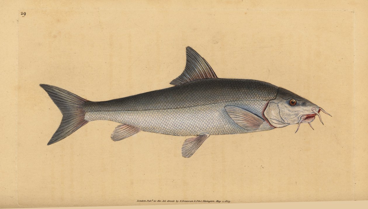 Barbel, barbudo barbado (Cyprinus bearded bearded). Placa de cobre colorida à mão desenhada e gravada por Edward Donovan da sua História Natural dos Peixes Britânicos, Donovan e F.C. e J. Rivington, Londres. de Edward Donovan