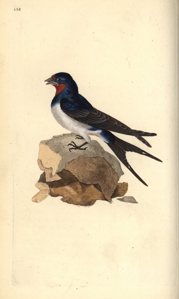 Andorinha de celeiro, Hirundo rustica. Placa de cobre colorida à mão desenhada e gravada por Edward Donovan a partir de sua própria "Natural History of British Birds", Londres. de Edward Donovan