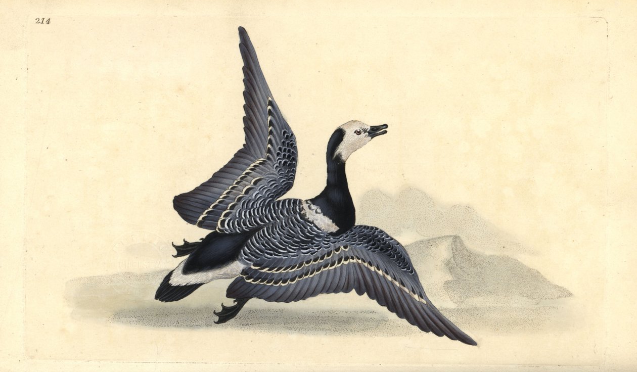 Ganso-de-barnacle, Branta leucopsis. Placa de cobre colorida à mão, desenhada e gravada por Edward Donovan a partir de sua própria "Natural History of British Birds," Londres de Edward Donovan