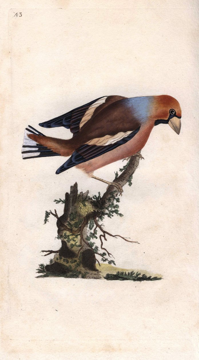 O bico grande parte o núcleo. Coccothrausts (Loxia coccothraustes). Gravura em cobre de Edward Donovan (1768-1837), publicada na Histoire naturelle des oiseaux britanniques, Londres. de Edward Donovan