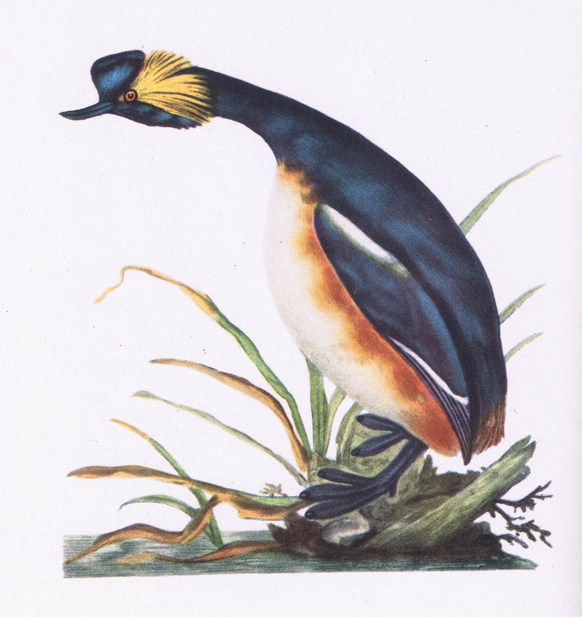 Grebe de pescoço preto, natureza na Grã-Bretanha publicado por Collins, 1946 de Edward Donovan