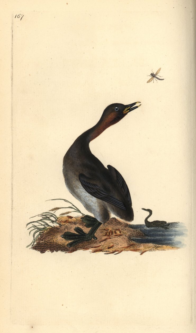 Grebe de queixo preto, Podiceps hebridicus. (Pequeno grebe, Tachybaptus ruficollis?) Placa de cobre colorida à mão desenhada e gravada por Edward Donovan a partir de sua própria "Natural History of British Birds," Londres de Edward Donovan