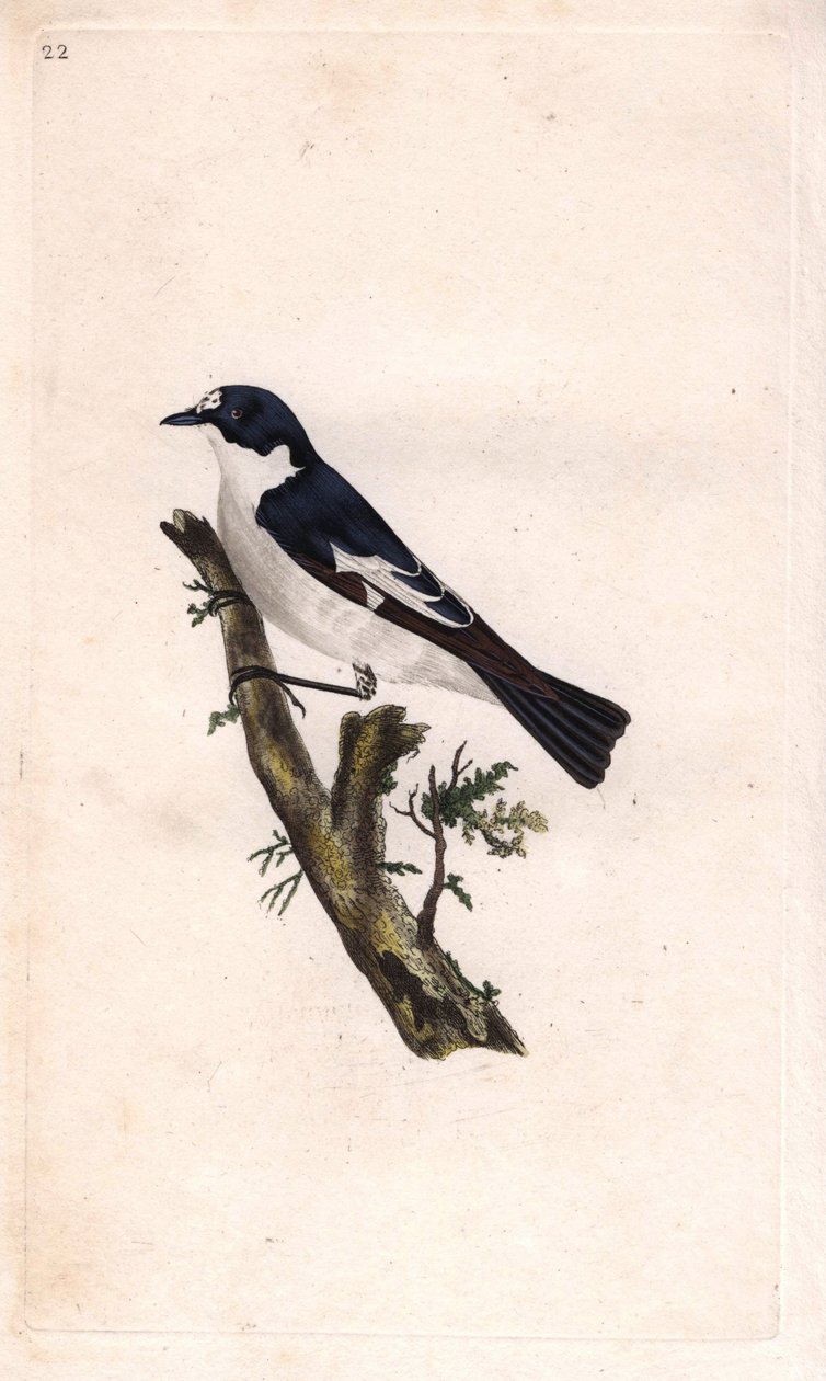 Cigarro preto. Ficedula hypoleuca (Muscicapa atricapilla). Gravura em cobre de Edward Donovan (1768-1837), publicada na Histoire naturelle des oiseaux britanniques, Londres. de Edward Donovan
