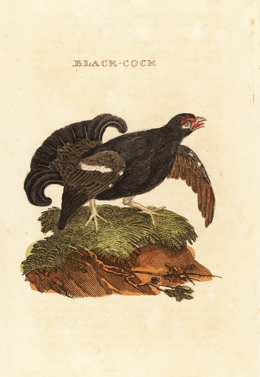 Camarão Preto, Tetrao tetrix de Edward Donovan