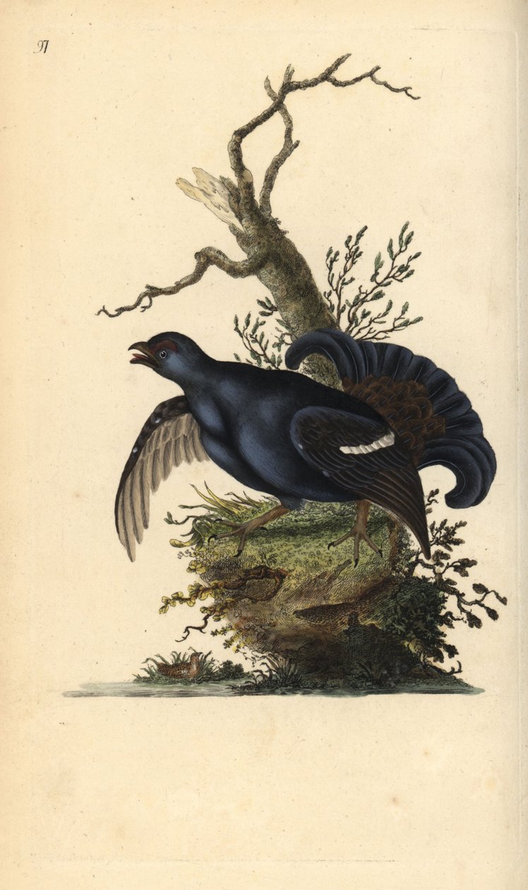 Camarão preto, Tetrao tetrix. Placa de cobre colorida à mão desenhada e gravada por Edward Donovan a partir de sua própria "Natural History of British Birds", Londres. de Edward Donovan