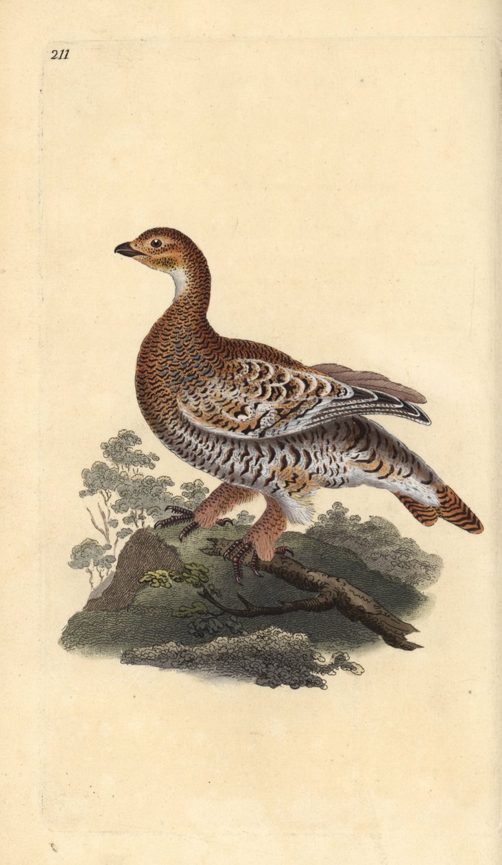 Black grouse ou blackgame, Tetrao tetrix. Placa de cobre colorida à mão desenhada e gravada por Edward Donovan a partir de sua própria "Natural History of British Birds", Londres. de Edward Donovan