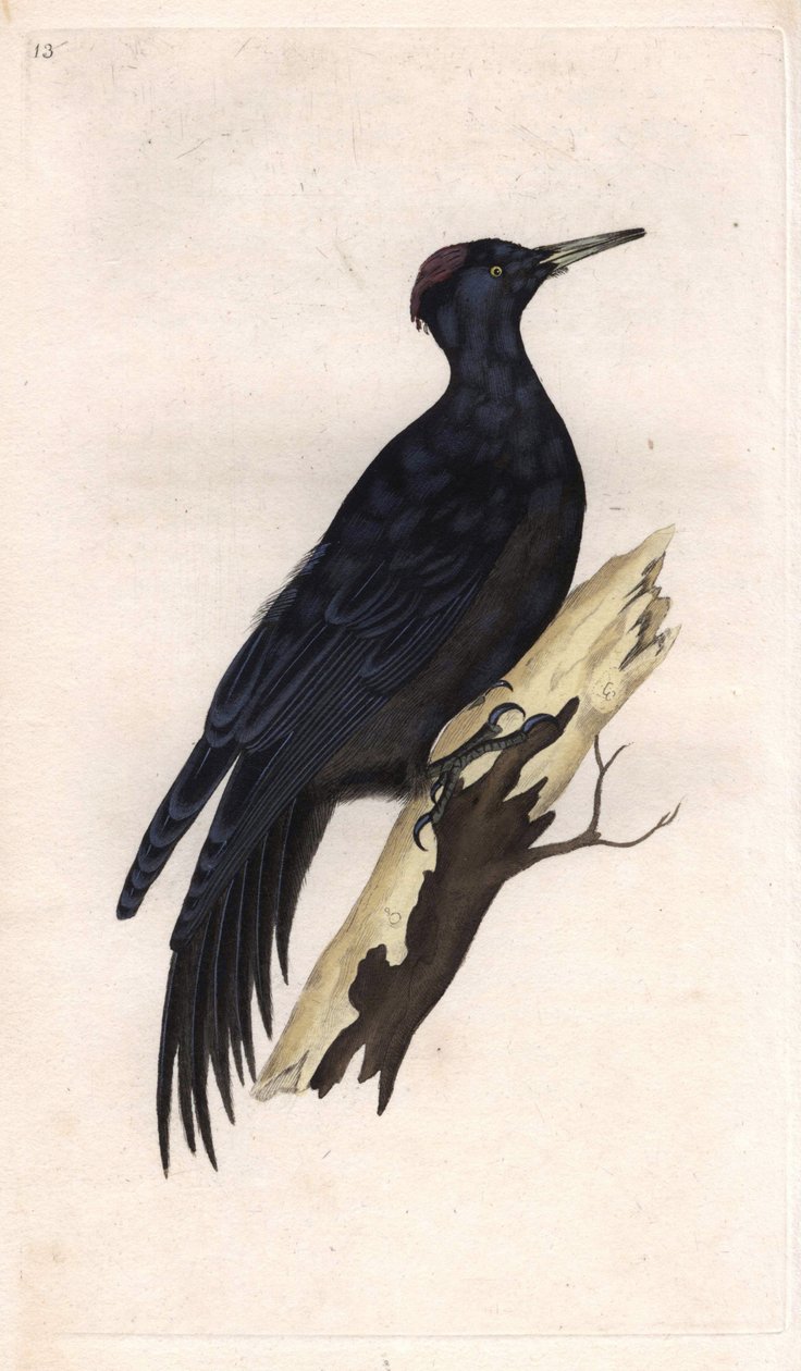 Pico negro. Dryocopus martius (Picus martius). Gravura em cobre de Edward Donovan (1768-1837), publicada na Histoire naturelle des oiseaux britanniques, Londres. de Edward Donovan
