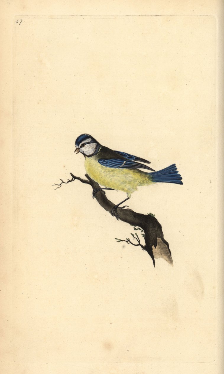 Blue Tit, Cyanistes caeruleus. Placa de cobre colorida à mão, desenhada e gravada por Edward Donovan a partir de sua própria "Natural History of British Birds," Londres de Edward Donovan