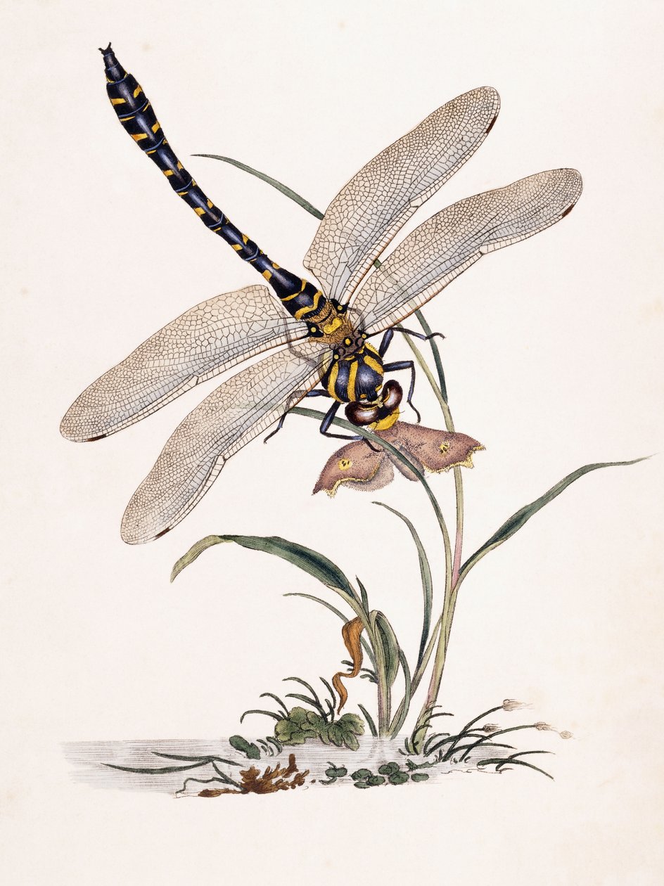 Mosca-dragão de Bolton de Edward Donovan