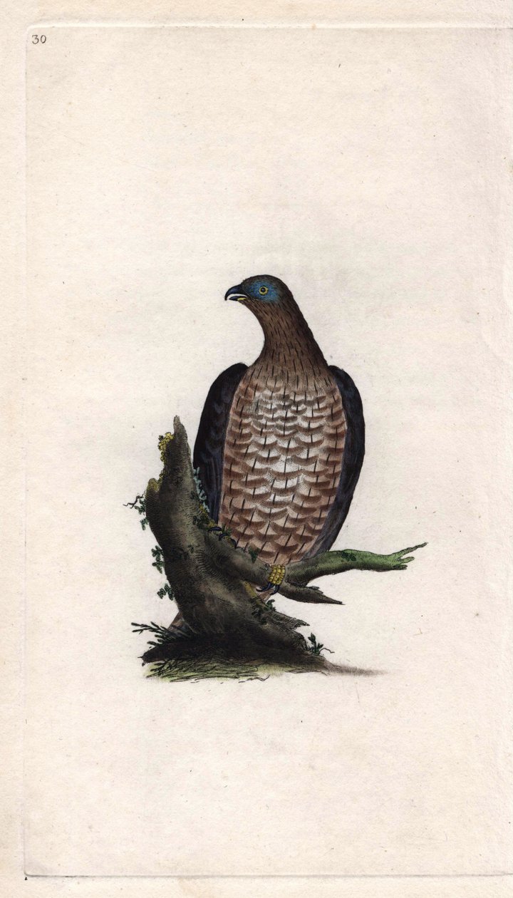 A Bondree é apivorosa. Pernis apivorus (Falco apivorus). Gravura em cobre de Edward Donovan (1768-1837), publicada na Histoire naturelle des oiseaux britanniques, Londres. de Edward Donovan