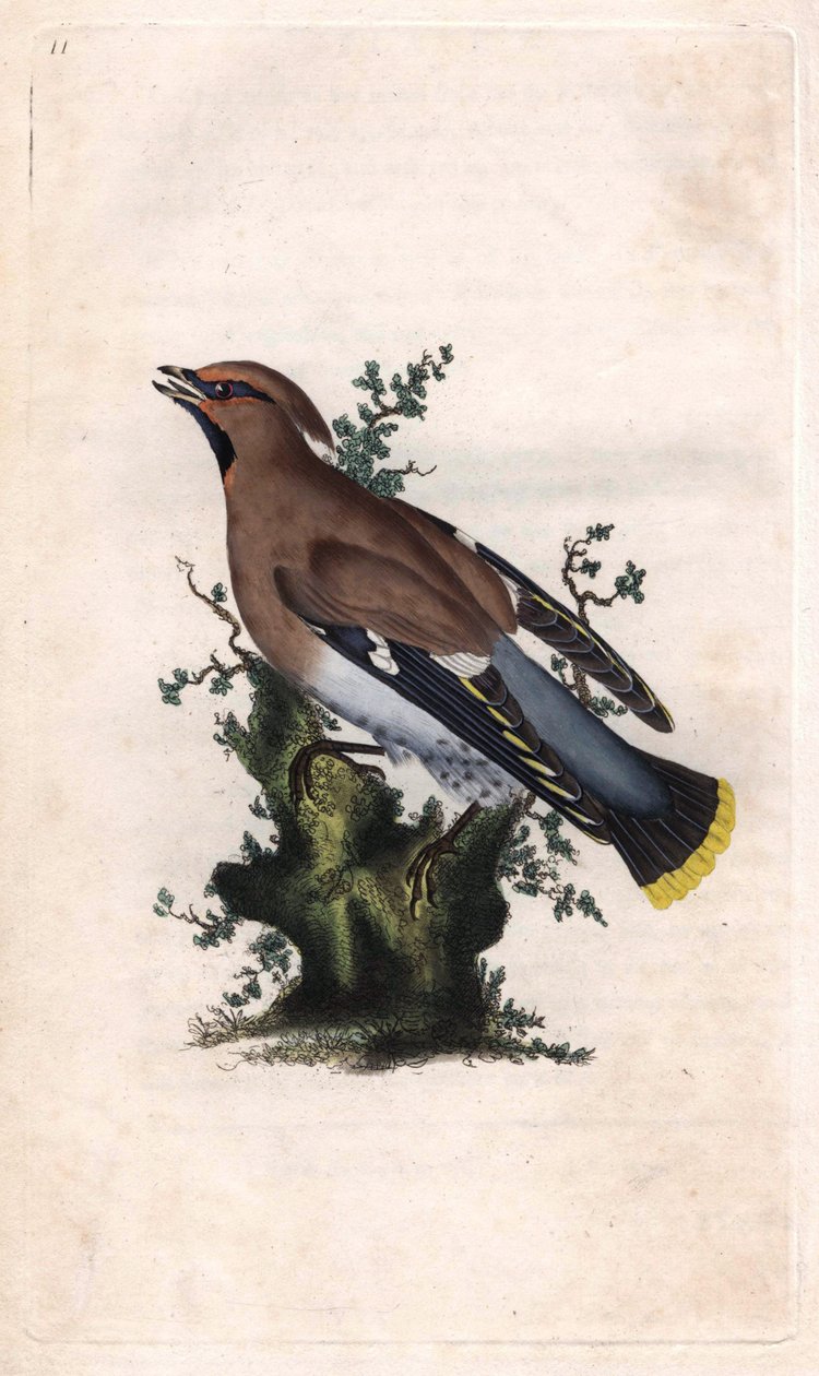 Jaspe boreal. Bombycilla garrulus (Ampelis garrulus). Gravura em cobre de Edward Donovan (1768-1837), publicada na Histoire naturelle des oiseaux britanniques, Londres. de Edward Donovan