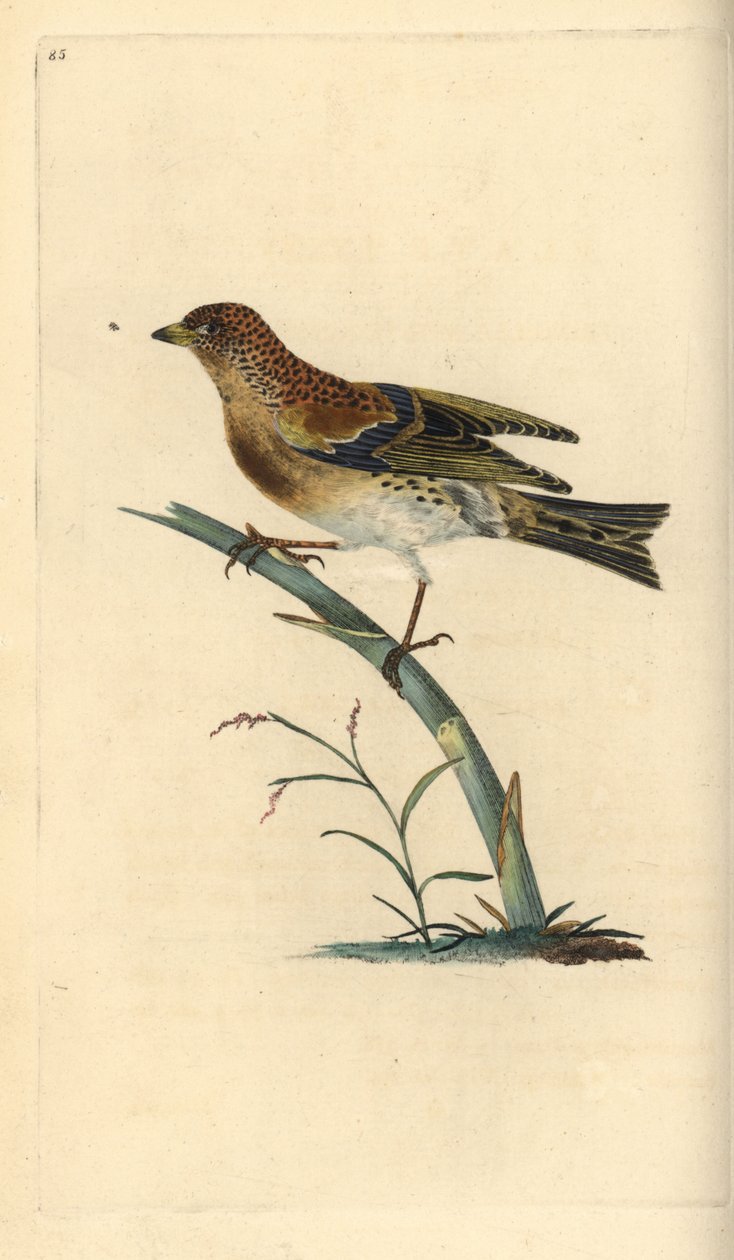 Brambling, Fringilla montifringilla. Placa de cobre colorida à mão desenhada e gravada por Edward Donovan a partir de sua própria "Natural History of British Birds", Londres. de Edward Donovan