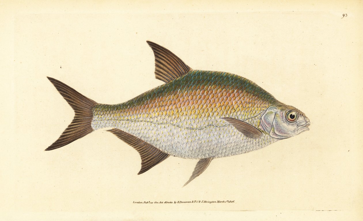 Bream, Abramis brama (Cyprinus brama). Placa de cobre colorida à mão desenhada e gravada por Edward Donovan da sua História Natural dos Peixes Britânicos, Donovan e F.C. e J. Rivington, Londres de Edward Donovan