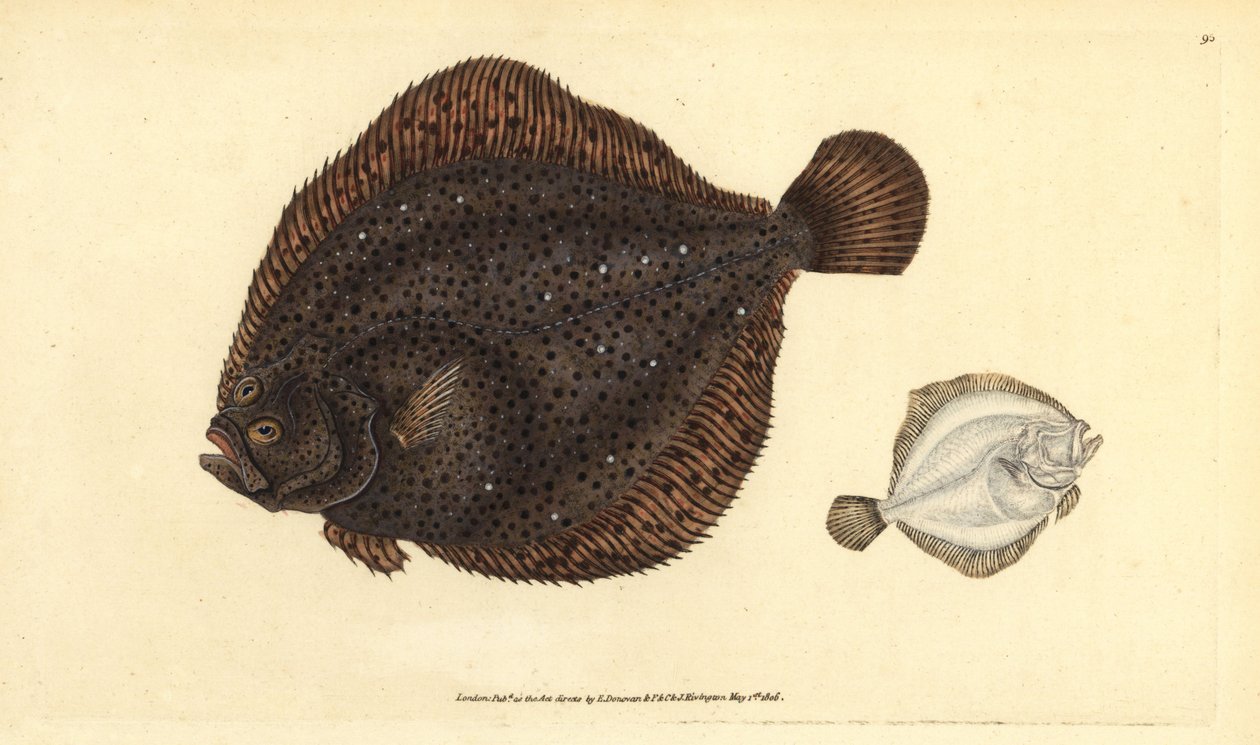 Brill ou pérola, Scophthalmus rhombus (Pleuronectes rhombus). Placa de cobre colorida à mão desenhada e gravada por Edward Donovan a partir de sua História Natural dos Peixes Britânicos, Donovan e F.C. e J. Rivington, Londres. de Edward Donovan