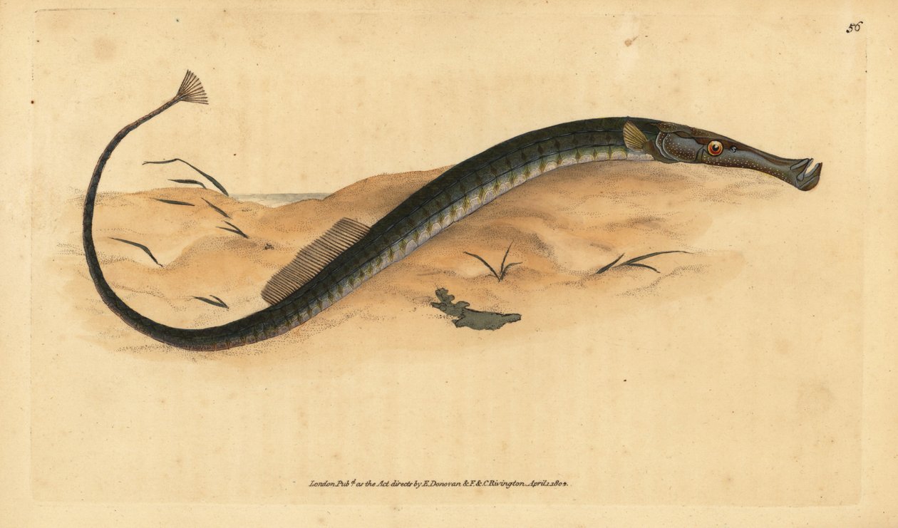 Peixes de cano largo ou mais curto. Syngnathus typhle. Placa de cobre colorida à mão desenhada e gravada por Edward Donovan a partir de sua História Natural dos Peixes Britânicos, Donovan e F.C. e J. Rivington, Londres. de Edward Donovan