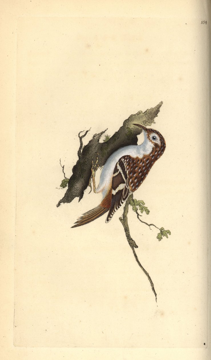 Creeper castanho, Certhia familiaris. Placa de cobre colorida à mão, desenhada e gravada por Edward Donovan a partir de sua própria "Natural History of British Birds", Londres. de Edward Donovan