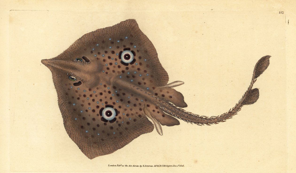 Raja miraletus, Raja skate castanho ou raio-espelho. Placa de cobre colorida à mão desenhada e gravada por Edward Donovan a partir de sua História Natural dos Peixes Britânicos, Donovan e F.C. e J. Rivington, Londres de Edward Donovan