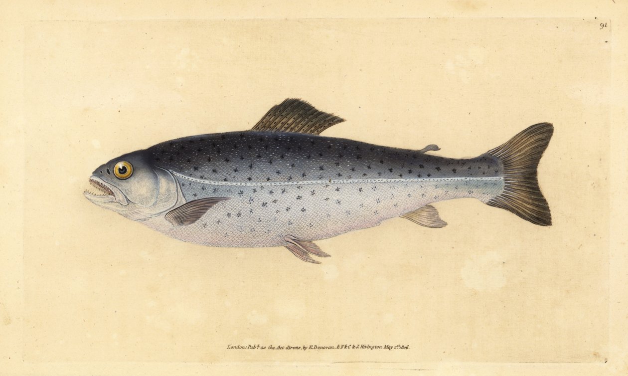 Truta castanha, Salmo trutta (Sewen, Salmo cambricus). Placa de cobre colorida à mão, desenhada e gravada por Edward Donovan a partir de sua História Natural dos Peixes Britânicos, Donovan e F.C. e J. Rivington, Londres. de Edward Donovan