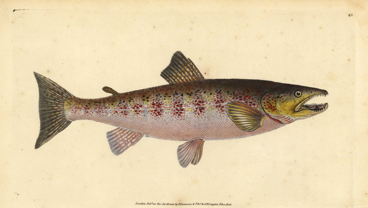 Truta castanha, Salmo trutta fario (Truta, Salmo fario). Placa de cobre colorida à mão, desenhada e gravada por Edward Donovan a partir de sua História Natural dos Peixes Britânicos, Donovan e F.C. e J. Rivington, Londres. de Edward Donovan
