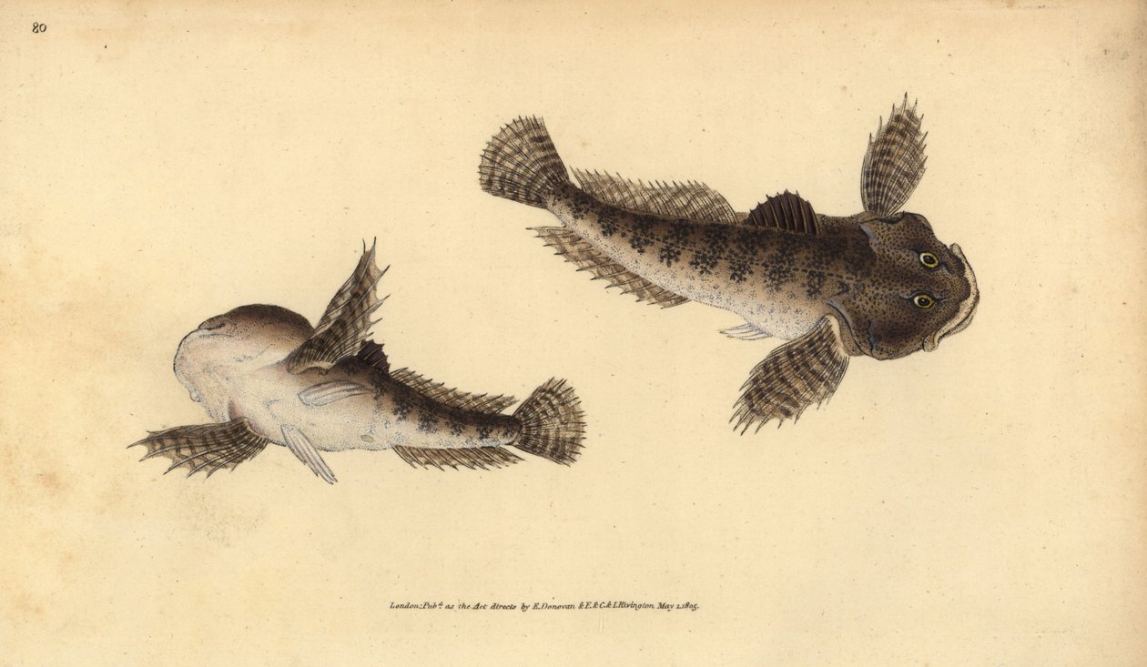 Bullhead, Cottus gobio (cabeça de touro do rio). Placa de cobre colorida à mão desenhada e gravada por Edward Donovan a partir de sua História Natural dos Peixes Britânicos, Donovan e F.C. e J. Rivington, Londres. de Edward Donovan