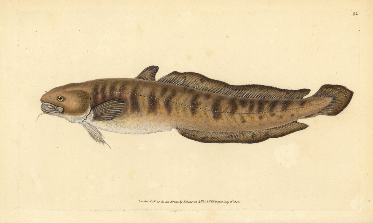 Burbot, Lota lota (Gadus lota). Placa de cobre colorida à mão desenhada e gravada por Edward Donovan a partir de sua História Natural dos Peixes Britânicos, Donovan e F.C. e J. Rivington, Londres. de Edward Donovan