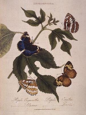 Borboletas: Papilio Erymanthis; Papilio Orythia; Papilio Polyxena; Papilio Leucothoe, pub. pelo artista de Edward Donovan