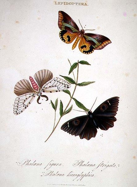 Borboletas: Phalaena Figura; Phalaena Strigata e Phalaena Hieroglyphica, pub. pela artista de Edward Donovan